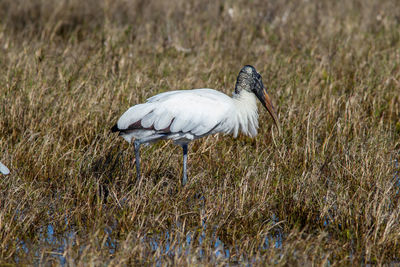 View of bird on field