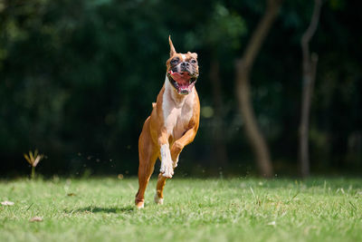 Dog running on field