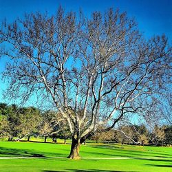 Trees in park