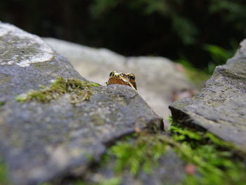 Close-up of insect on rock