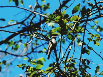 Low angle view of bird perching on tree against sky