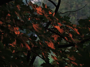 Low angle view of maple leaves on tree