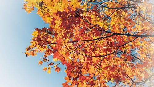 Low angle view of maple tree against sky