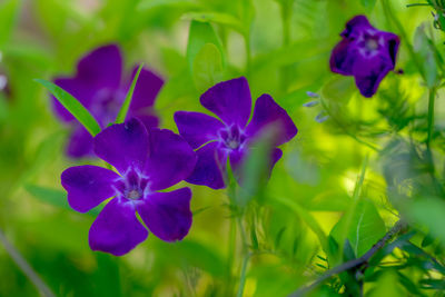 Close-up of purple flowering plant