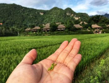 Cropped image of man hand on field against sky