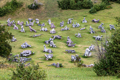 High angle view of flock of sheep