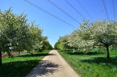 Road amidst plants and trees on field against sky