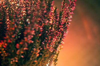 Close-up of plants against sky