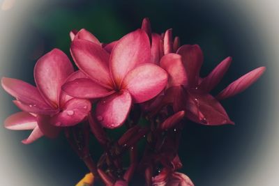 Close-up of pink flower