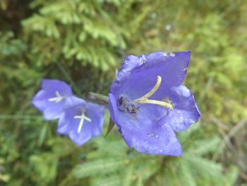 Close-up of purple flower