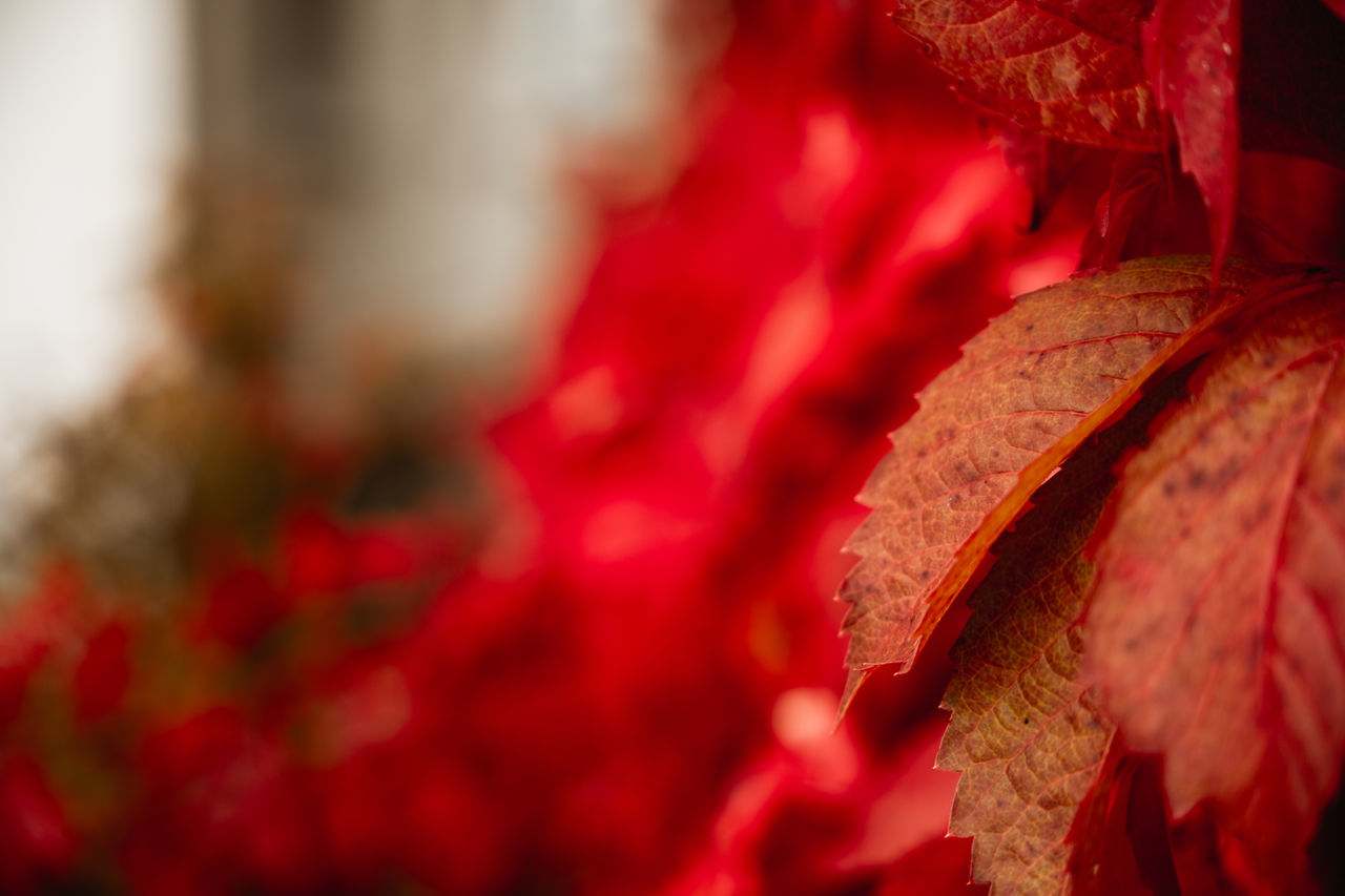 red, plant, leaf, plant part, flower, close-up, autumn, macro photography, nature, beauty in nature, petal, selective focus, no people, outdoors, day, focus on foreground, pink