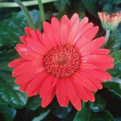 Close-up of red flower blooming outdoors