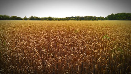 View of wheat field