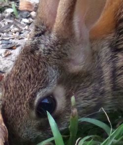 Close-up of an animal