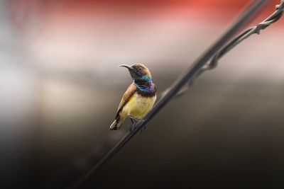 Close-up of bird perching on metal