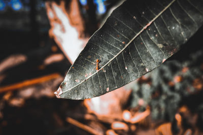 Close-up of dry leaves on metal