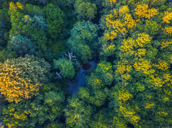 High angle view of yellow flowering plants in forest