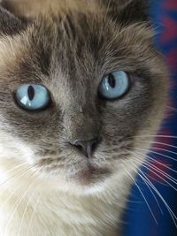 Close-up portrait of cat