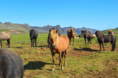 Horses in a field