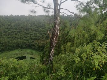 Scenic view of forest