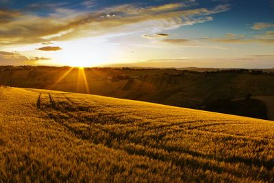 Sun shining over wheat fields