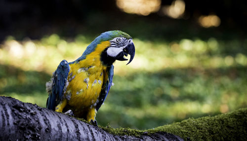 Close-up of gold and blue macaw perching on branch