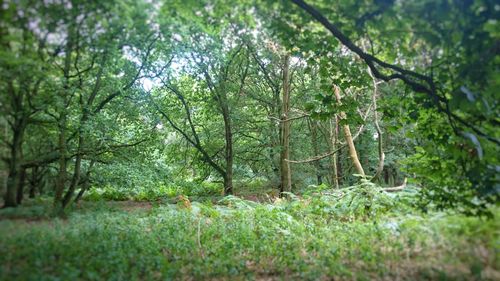 Trees in forest