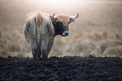 Cow standing in a field