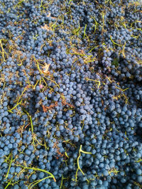 Full frame shot of grapes growing in vineyard