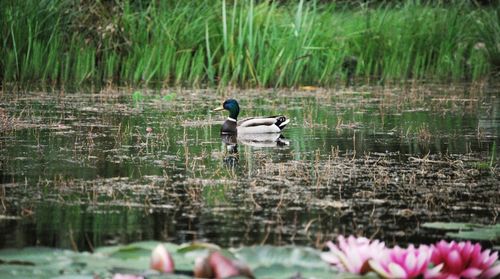 Duck swimming in a lake