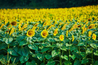 Close-up of yellow flowering plants on field