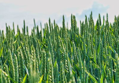 Close-up of wheat growing on field against sky