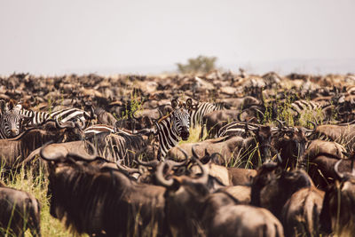 Zebras and wildebeest standing on field