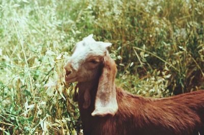 View of a horse on field