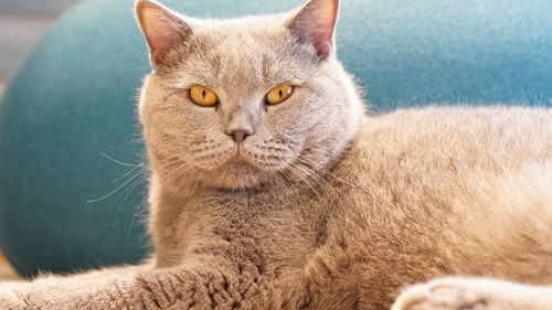 Close-up portrait of cat resting