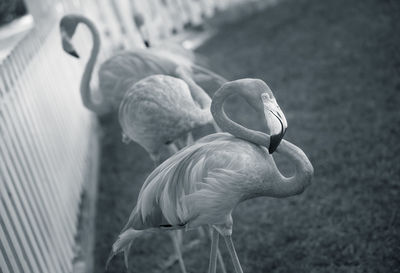 Close-up of bird