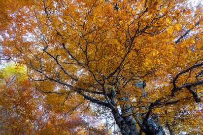 Low angle view of autumnal trees