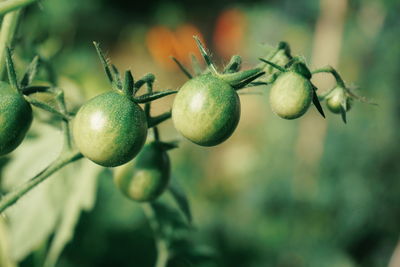 Close-up of fresh green tomatoes