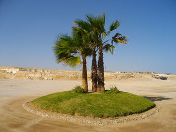 Scenic view of palm trees on landscape against clear blue sky