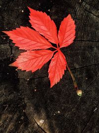 High angle view of red maple leaves on wood