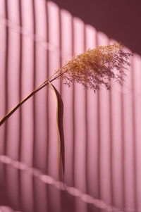 Close-up of plants