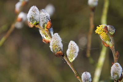 Close-up of flowering plant