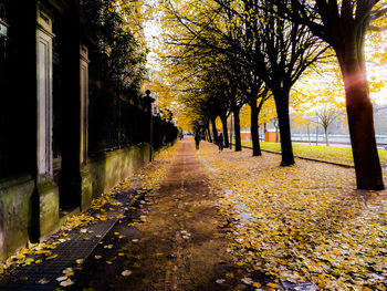 Autumn trees in park