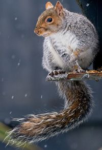 Close-up of squirrel