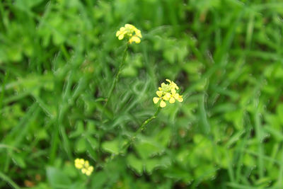 Close-up of yellow flower