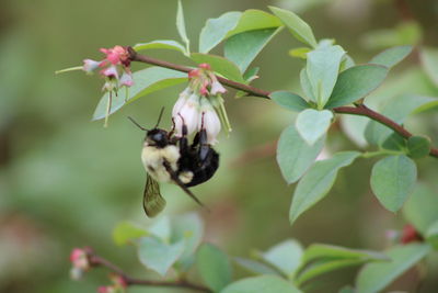 Close-up of bee pollinating flower