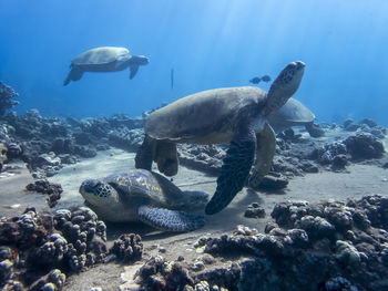 View of fishes swimming in sea