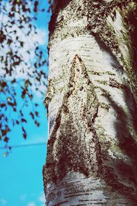 Low angle view of tree trunk