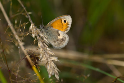 Close-up of butterfly on plant