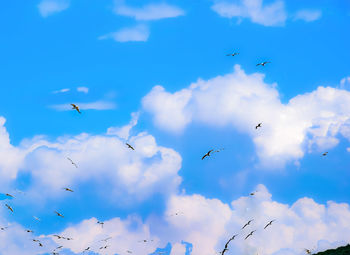 Low angle view of birds flying in sky